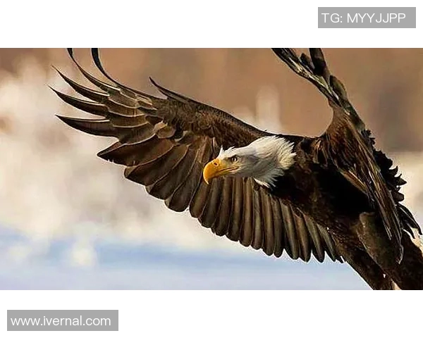 老鹰与狼的精彩对决视频直播全程回放与精彩瞬间分享